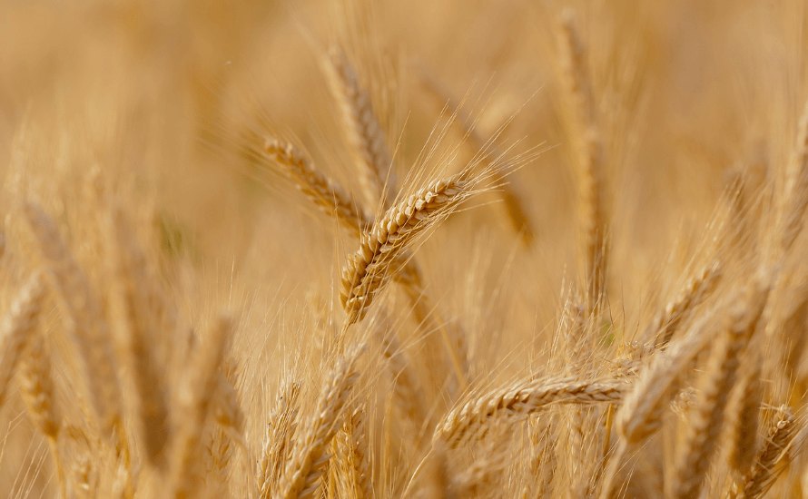 Wheat Image